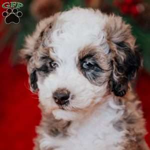 Brenda, Mini Bernedoodle Puppy